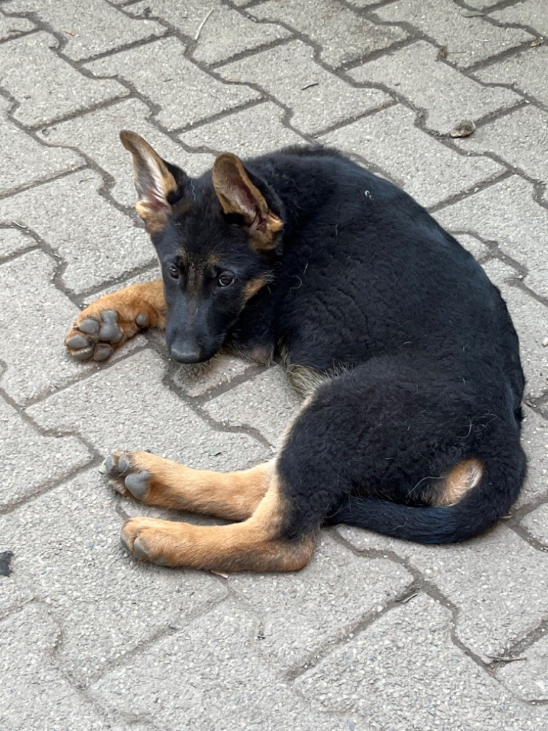 Elodie Cerveaux - Chiots disponibles - Berger Allemand