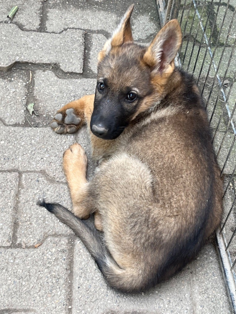 Elodie Cerveaux - Chiots disponibles - Berger Allemand